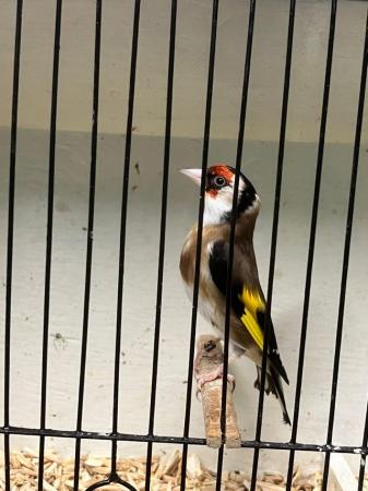 Image 2 of British goldfinch Chevron