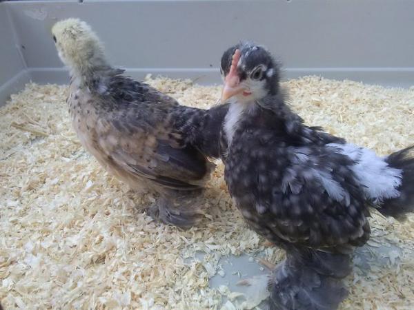 Image 2 of A Pair of Pure Bred Pekin Bantam Chicks 7 weeks old