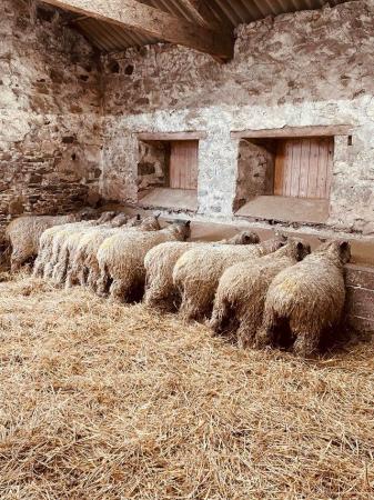 Image 1 of Wensleydale sheep flock for sale