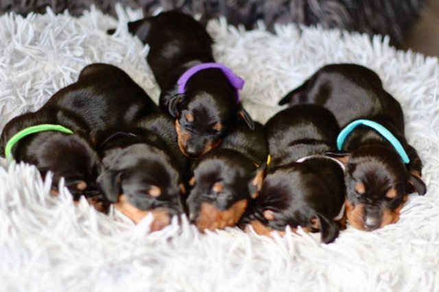 Image 11 of Strong and Healthy Dachshunds