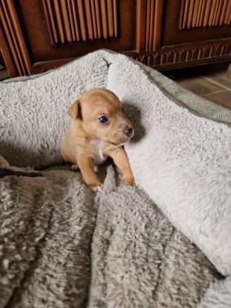 Image 3 of Lakeland Terrier Puppies For Sale