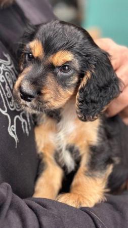 Image 4 of Stunning working cocker spaniel puppies ready soon
