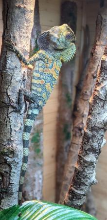 Image 3 of Male Chameleon forest dragon (Gonocephalus chamaeleon)
