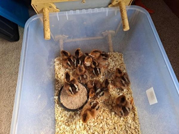 Image 1 of Well-summer chicks for sale