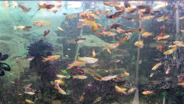 Image 4 of Baby guppies 10 for £10 Bright colours. All ages.
