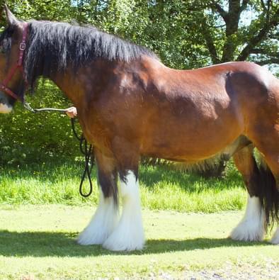 Image 2 of Stunning shire horse for long term loan available- non ridde