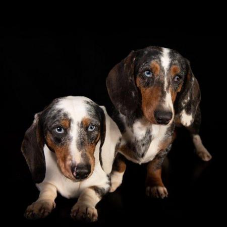 Image 6 of Stunning dachshunds for stud duties