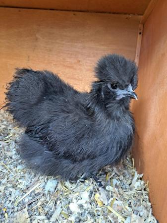 Image 1 of Flock of silkies different ages