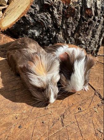 Image 13 of 4 x  Pretty long haired female guinea pigs.
