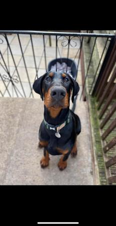 Image 3 of For sale Gorgeous male8month old Dobermann