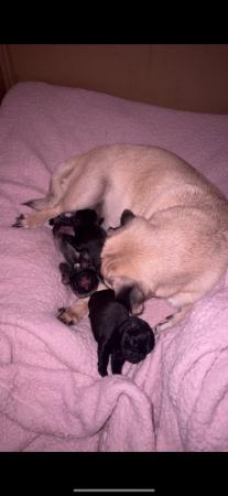 Image 2 of 3 Gorgeous Little Pug Puppies