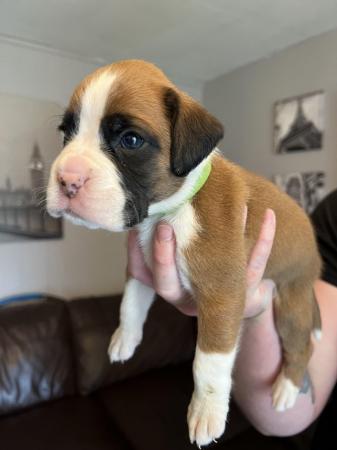 Image 9 of Adorable KC Boxer Puppies