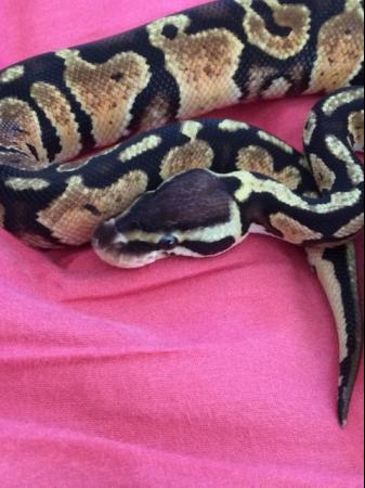 Image 5 of Female pastel baby royal python