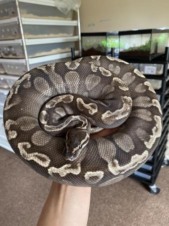Image 4 of Proven Breeder Ball Pythons **updated.**