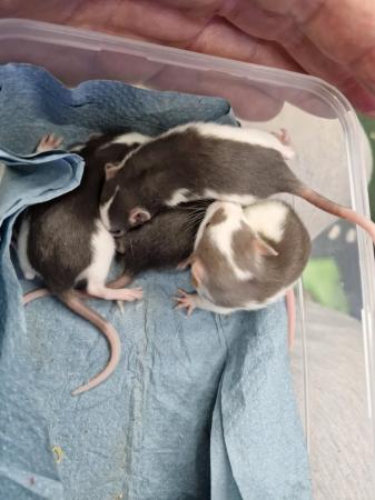 Image 3 of Beautiful young fancy rats