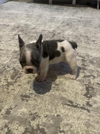 Image 6 of french bull dog puppy looking for her new home