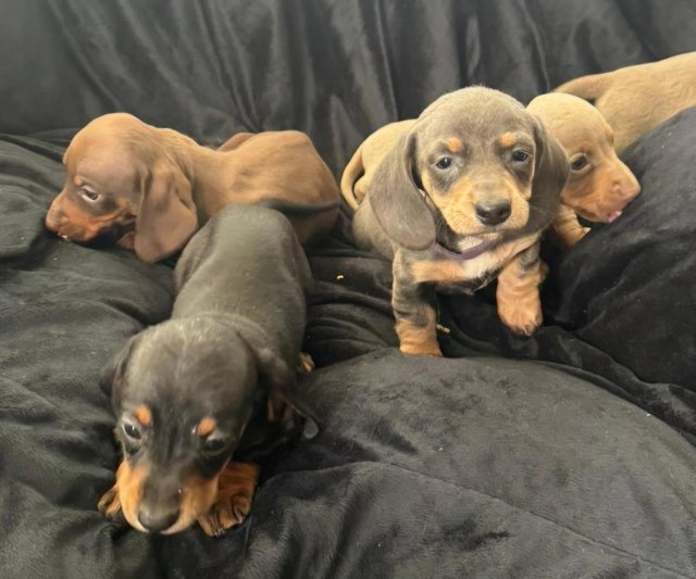 Preview of the first image of Minature Dachshund Puppies 3 Boys 2 Girls.