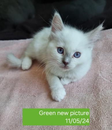 Image 4 of 1 Beautiful Pure Ragdoll left! REDUCED!
