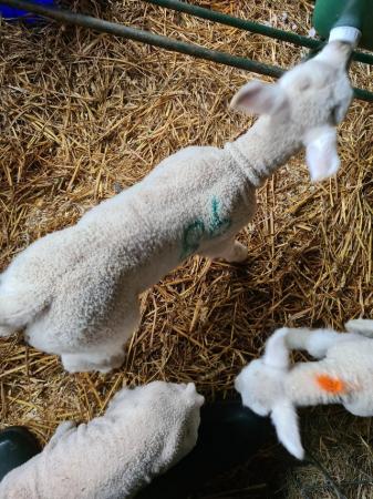 Image 5 of CADE BOTTLE FED FED LAMBS TEXEL, SUFFOLK AND CHAROLAIS X