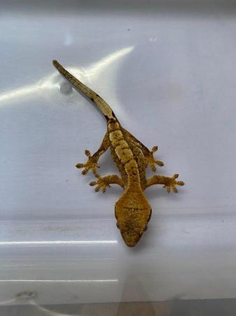 Image 5 of Extreme harlequin crested gecko £70