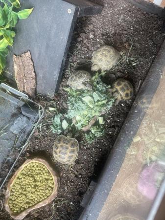 Image 5 of CB23 Horsefield/Russian Tortoises ready for new homes