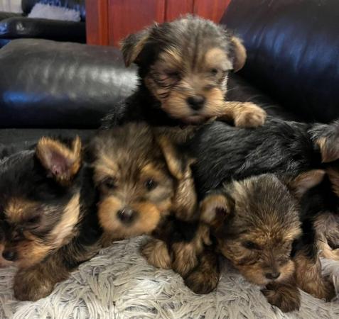 Image 1 of 7 & a half weeks old Yorkshire terrier puppies .