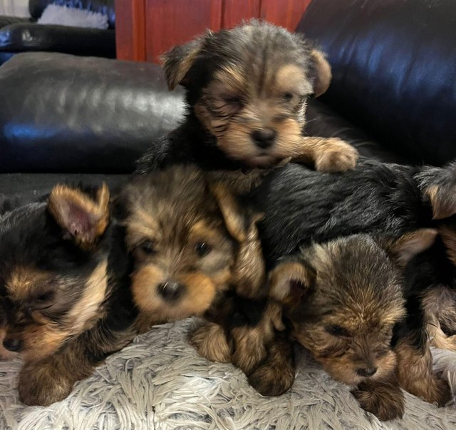 Preview of the first image of 7 & a half weeks old Yorkshire terrier puppies ..