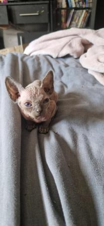 Image 8 of 3 sphynx kittens left. READY 11TH JULY