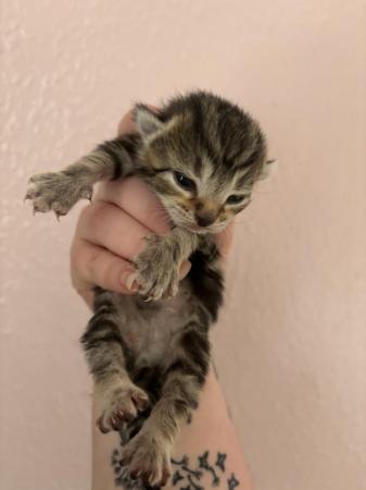 Image 4 of Gorgeous Kittens for sale