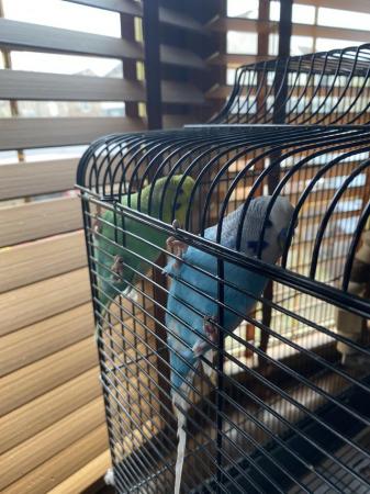 Image 5 of 2x male budgies blue and green and cage