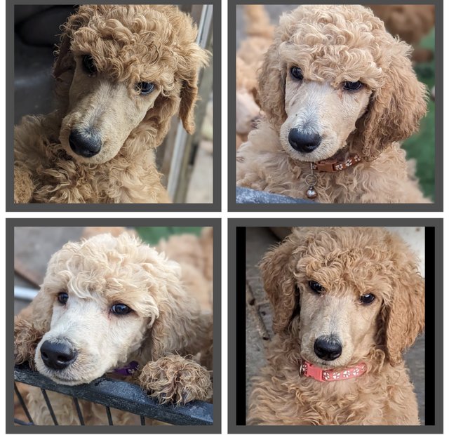 Preview of the first image of KC registered standard poodles.