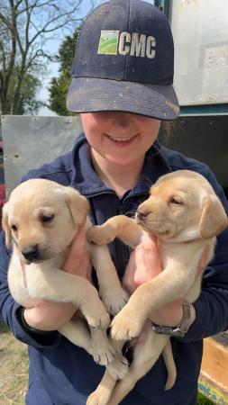 Image 1 of Available now! 6 Yellow Labrador Puppies Left