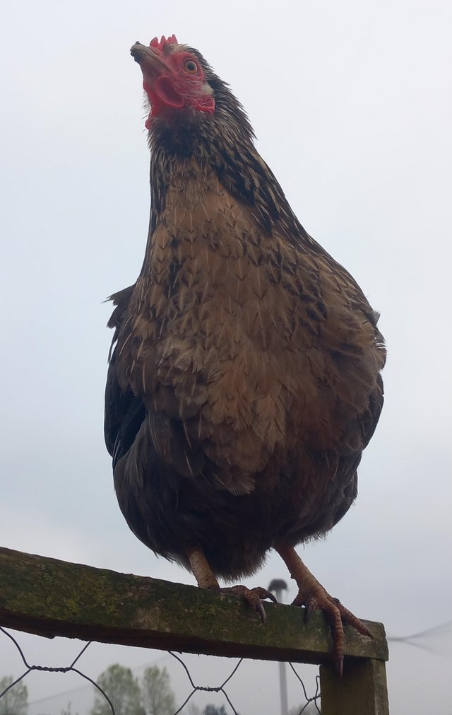 Preview of the first image of Very pretty bantam hen looking for a nice home.