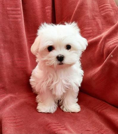 Image 3 of Maltese puppies.Ready today 2boys, 1girl. Very fluffy