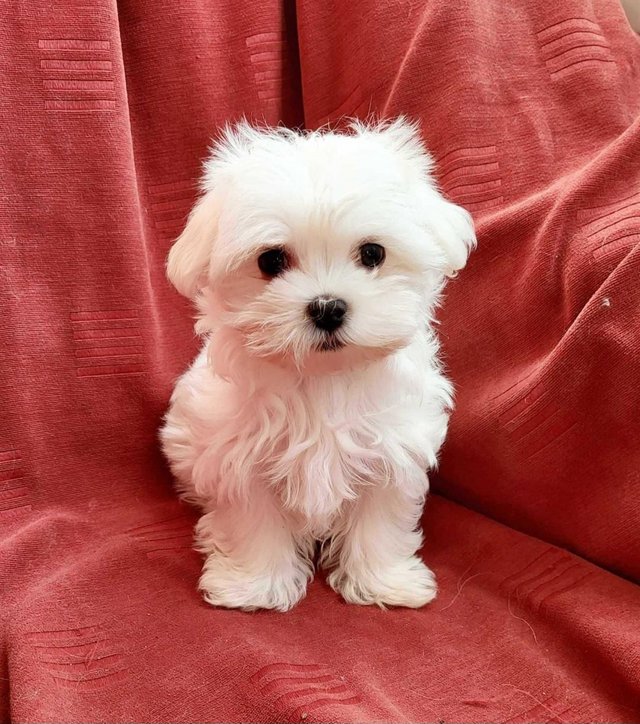 Preview of the first image of Maltese puppies.Ready today 2boys, 1girl. Very fluffy.
