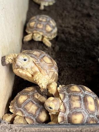 Image 8 of Uk bred Sulcata Tortoise Hatchlings