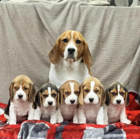 Image 9 of STUNNING CHUNKY KC BEAGLE PUPPIES READY NOW