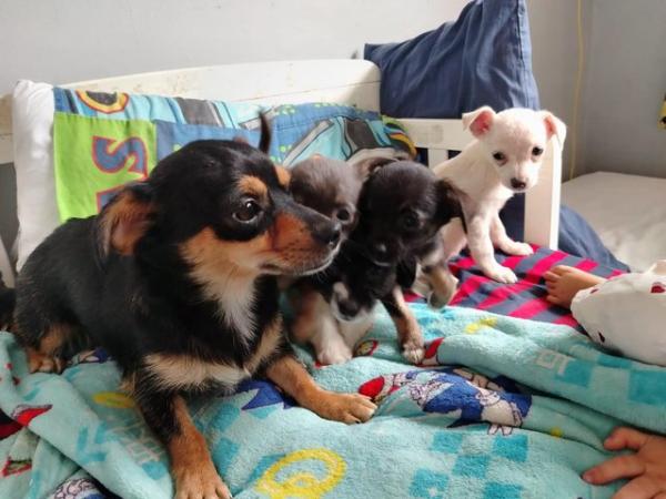 Image 1 of Jack Russell x chihuahua puppies available