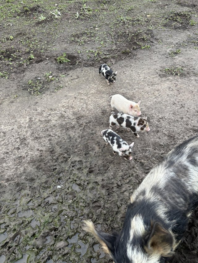 Preview of the first image of Prue Breed Kune Kune piglets.