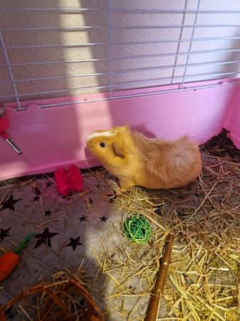 Image 1 of Male Guinea pig for sale