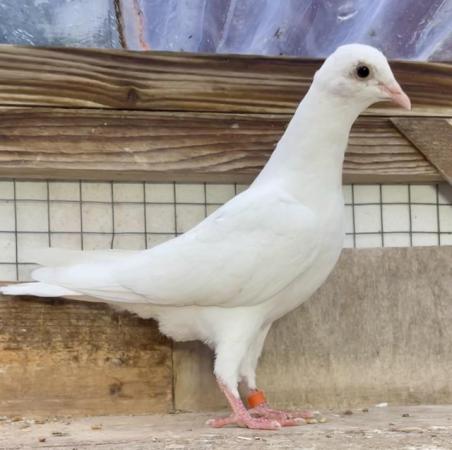 Image 1 of Pure White Garden Doves