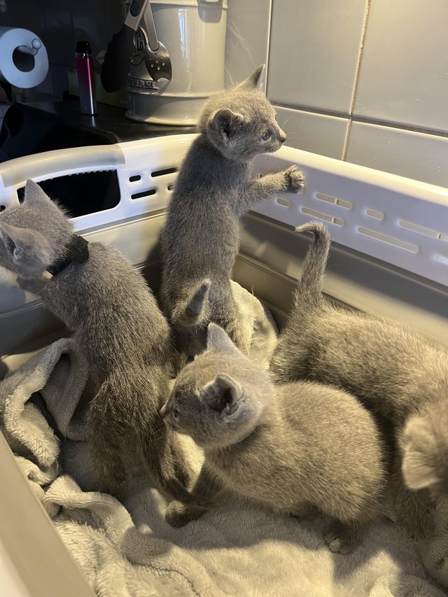 Preview of the first image of Gorgeous Russian blue kittens *2 LEFT available now.