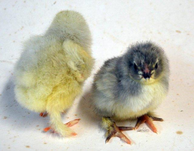 Preview of the first image of Large Brahma Chicks UNSEXED on heat.