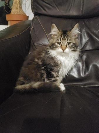Image 5 of Maine Coon Kittens TICA registered