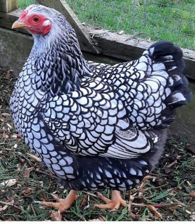Image 1 of Silver laced wyandotte bantam chicks for sale