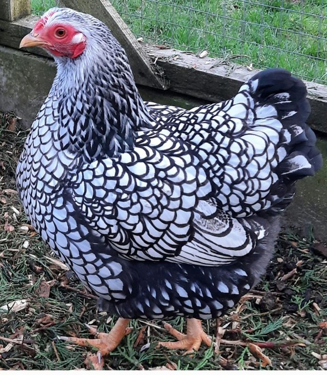 Preview of the first image of Silver laced wyandotte bantam chicks for sale.