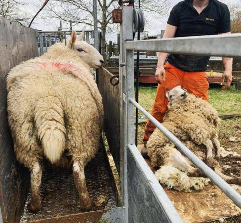 Image 2 of Small Scale Sheep Shearing/Dagging