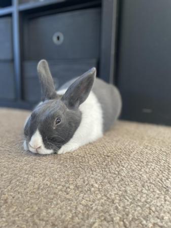 Image 5 of 6 month old male rabbit in need of forever home