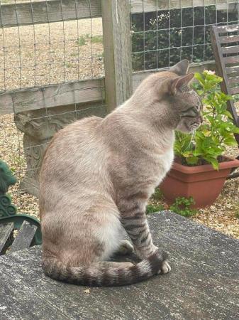 Image 3 of LOST/STOLEN 20/08/23 SNOW BENGAL MALE CAT RINGWOOD HAMPSHIRE