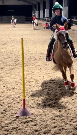 Image 1 of Part loan of 13.1 family pony on super yard